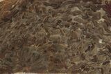 Polished, Jurassic Petrified Tree Fern (Osmunda) Slab - Australia #185174-1